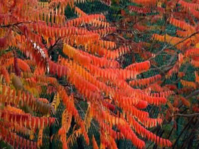 火炬樹的果子可以吃么？