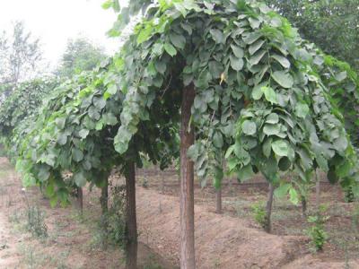 大葉垂榆是龍爪槐嗎？