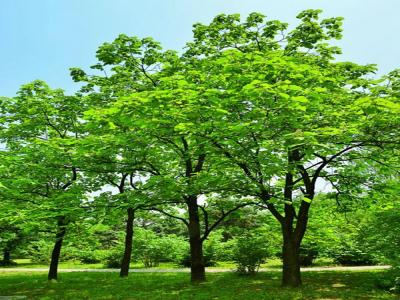 梓樹小苗去哪兒購買？