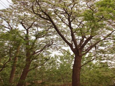 楸樹(shù)有什么園林價(jià)值，有什么作用