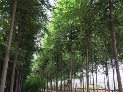 榆樹常見(jiàn)的品種包括哪些？