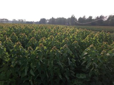 楸樹(shù)有什么特征，有什么用途