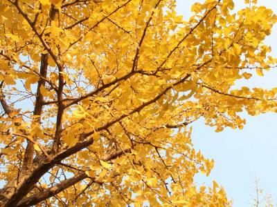 銀杏樹雌株和雄株有什么區(qū)別？