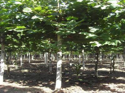 法桐小苗可以去哪兒購(gòu)買？