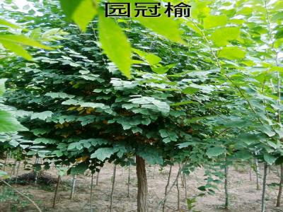 圓冠榆受歡迎的原因是什么，有什么特征？