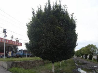 圓冠榆葉片脫落什么原因，怎么辦