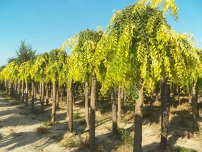 金葉垂榆小苗可以去哪里購(gòu)買，品質(zhì)如何