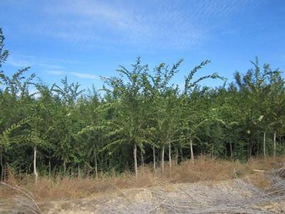  長枝榆常見的病蟲害是什么，怎么處理