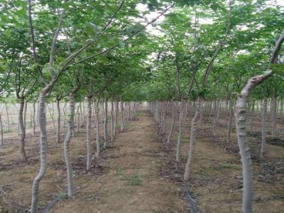 長枝榆有著什么樣的生長特點，如何合理養(yǎng)護(hù)呢