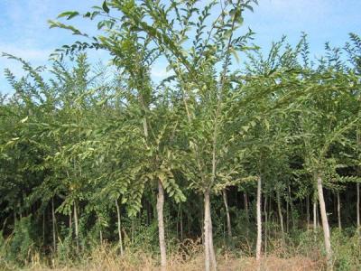 長枝榆什么時候上市的，價格是多少