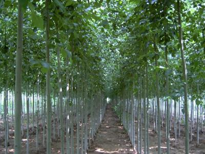 毛白楊可以長(zhǎng)多高，在哪些地區(qū)比較常見？