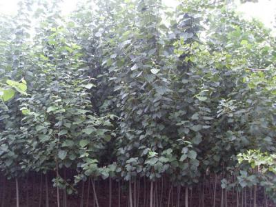 毛白楊的長(zhǎng)什么樣子，有什么特點(diǎn)？