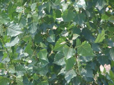 毛白楊在我國(guó)受歡迎的原因是什么，優(yōu)點(diǎn)有哪些？