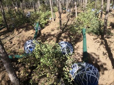 圓冠榆嫁接時(shí)砧木如何選擇？