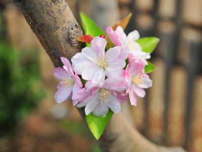 西府海棠的果實什么時候成熟