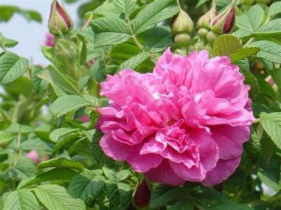 四季玫瑰常見的繁殖方式是什么，應(yīng)該注意些什么