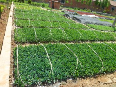 大葉黃楊的園林和經濟價值如何具體體現(xiàn)