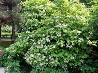 應該如何區(qū)別天目瓊花以及瓊花 ？