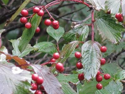 天目瓊花有什么象征意義？