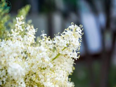 暴馬丁香的生長和栽培過程需要注意些什么 ？