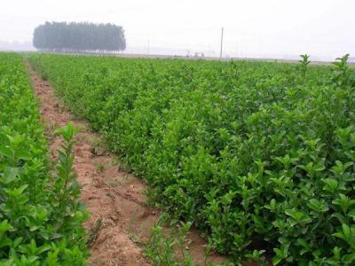 大葉黃楊耐寒能力怎么樣，可以耐寒多少度 ？