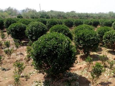 大葉黃楊小苗應該去哪里購買比較好 ？