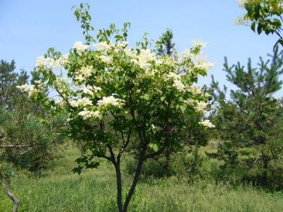 暴馬丁香在院子里種風水好嗎？