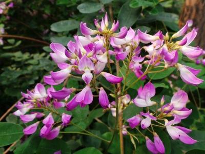 胡枝子有哪些作用和功效 ？