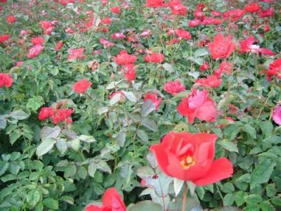 紅帽月季種子和小苗去哪里購(gòu)買？