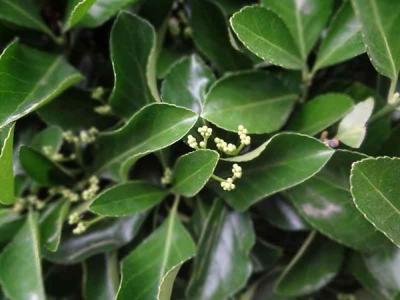 大葉黃楊有幾種，如何分類 ?