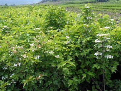 天目瓊花的花語又是什么代表了什么 ？