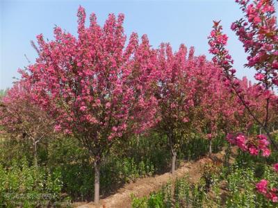 絢麗海棠修剪時(shí)間和修剪的目的是什么？