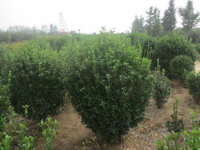 大葉黃楊的風(fēng)水寓意是什么 ？