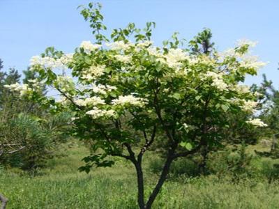 暴馬丁香可以長多高 ？