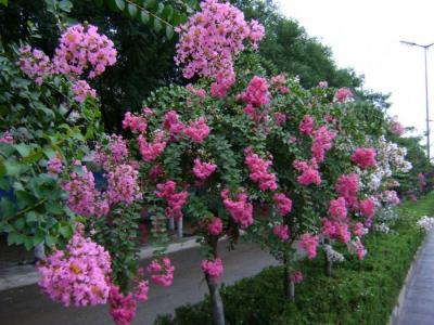 紫薇的由來(lái)是什么，關(guān)于紫薇的傳說(shuō)是什么 ？