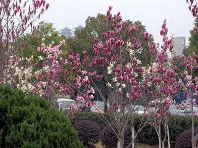 紅玉蘭小苗什么時候移栽好？