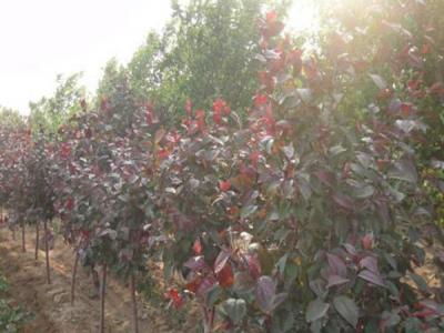 四公分紅寶石海棠小苗的具體價格是多少 ？