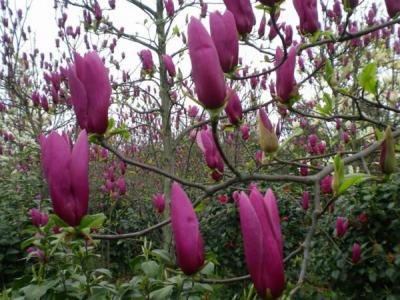 紅玉蘭的生長必需要素包括哪些 ？