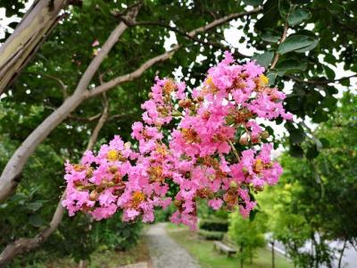 常見的紫薇全身都是寶，這些藥用價值你知道嗎 ？