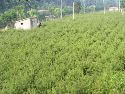 白皮松常見的繁殖方式包括什么 ？