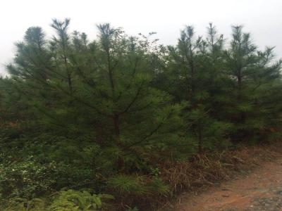 白皮松的種子播種應(yīng)該知道些什么 ？