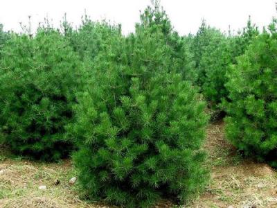 白皮松對于環(huán)境有什么要求 ？