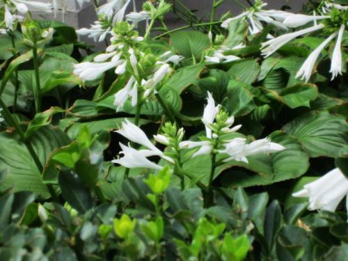 1620029694355470.jpg 208af257ac3d3460.jpg