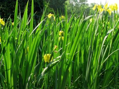 黃菖蒲的園林價值都有哪些？