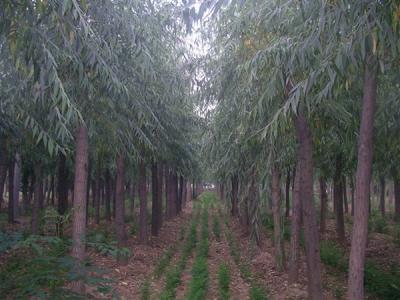 速生柳的用途都有哪些？