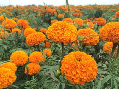 萬壽菊有什么作用和價(jià)值