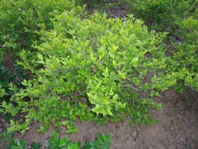 金葉女貞的園林用途都有哪些？