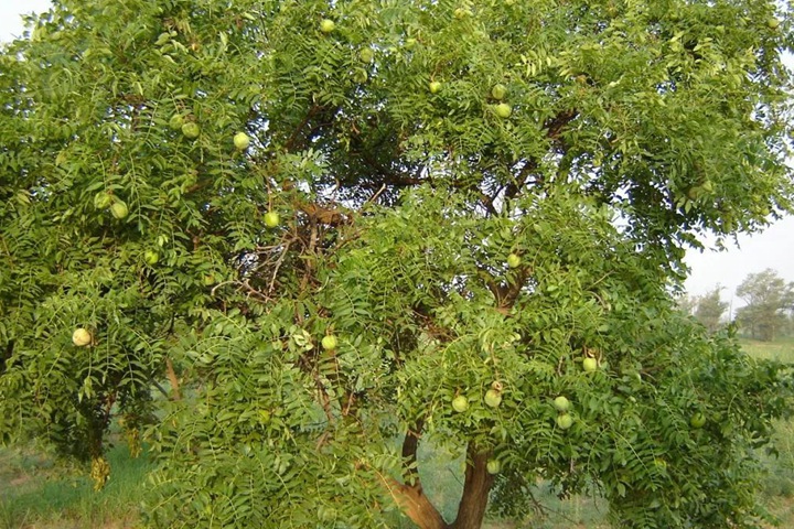 文冠果種子價(jià)格及種植方法 文冠果種子價(jià)格及種植方法