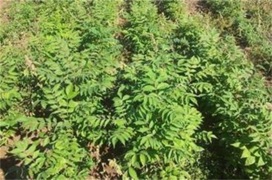 皂角種子怎么種,浸種催芽后進(jìn)行播種