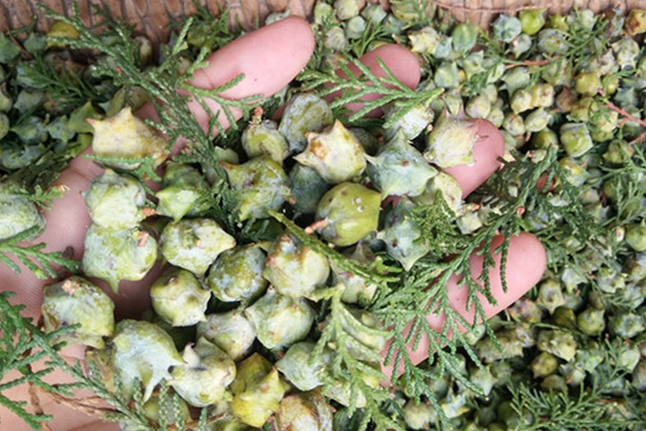 側(cè)柏 側(cè)柏